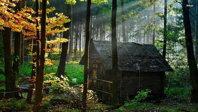 All I Need is a Little Cabin in the Woods (1)
