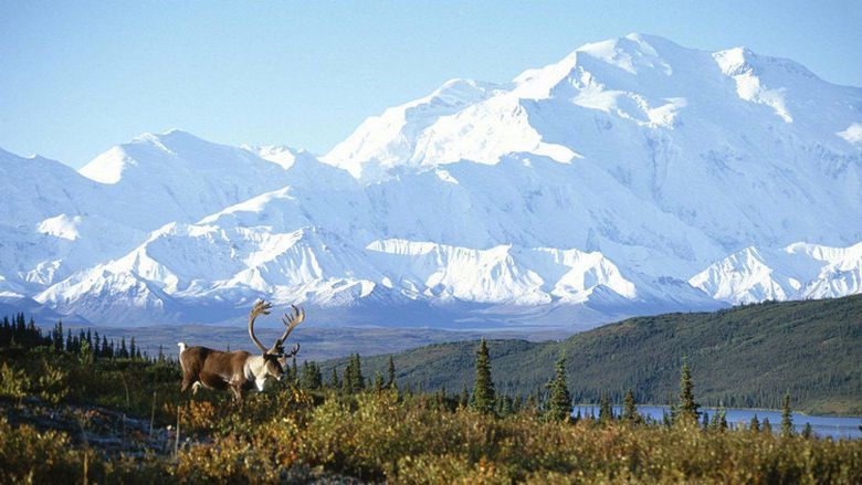 Post-COVID Travel Bucket List: Denali National Park (1)